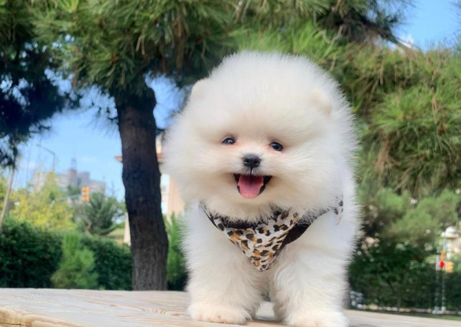 Safkan Pomeranian Mini Boo Yavrularımız